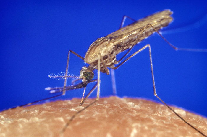 Anopheles gambiae mosquito feeding. Photo credit: James Gathany, CDC, WikiCommons.