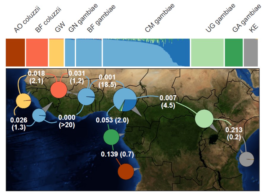 Geographical population structure: Admixture and allele frequency differentiation