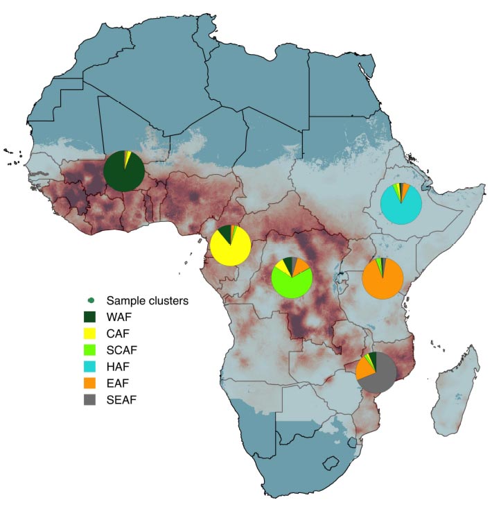 Genetic clustering of parasites by region. The majority of West African genomes (green) are seen in the West, while the majority of East African genomes (orange) are found in the East. However genetic mixing is clearly seen in all directions