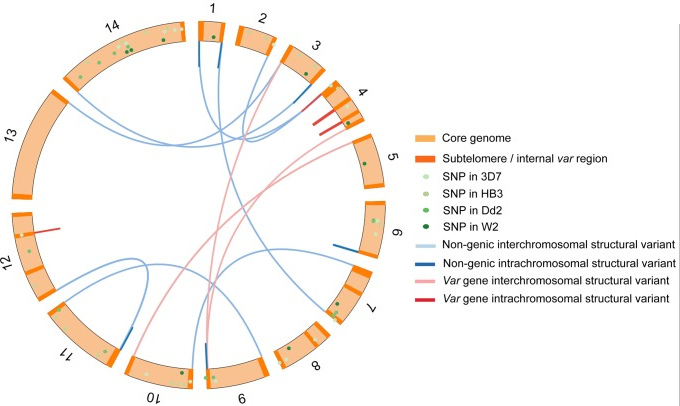 Figure 2. Claessens, Hamilton et al, 2014.