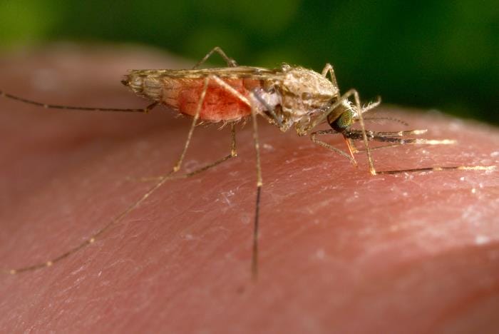 Anopheles gambiae mosquito