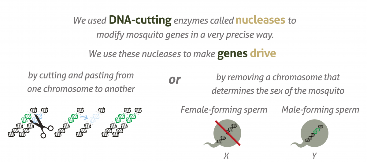 Target Malaria infographic showing how nucleases are used to insert artificial gene drives into mosquitoes