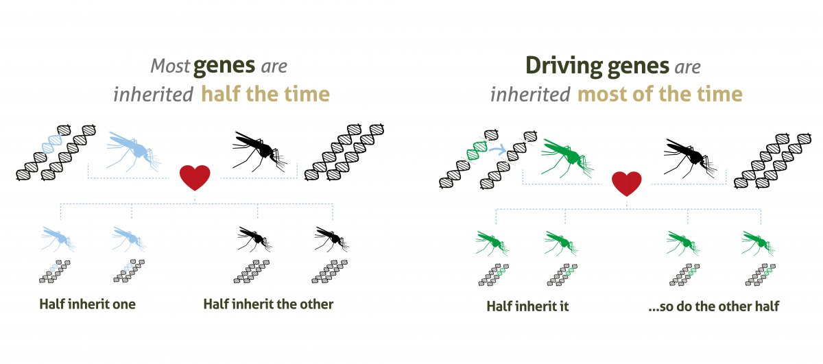 Infographic showing how normally genes are inherited half the time but driving genes ensure genes are inherited most of the time