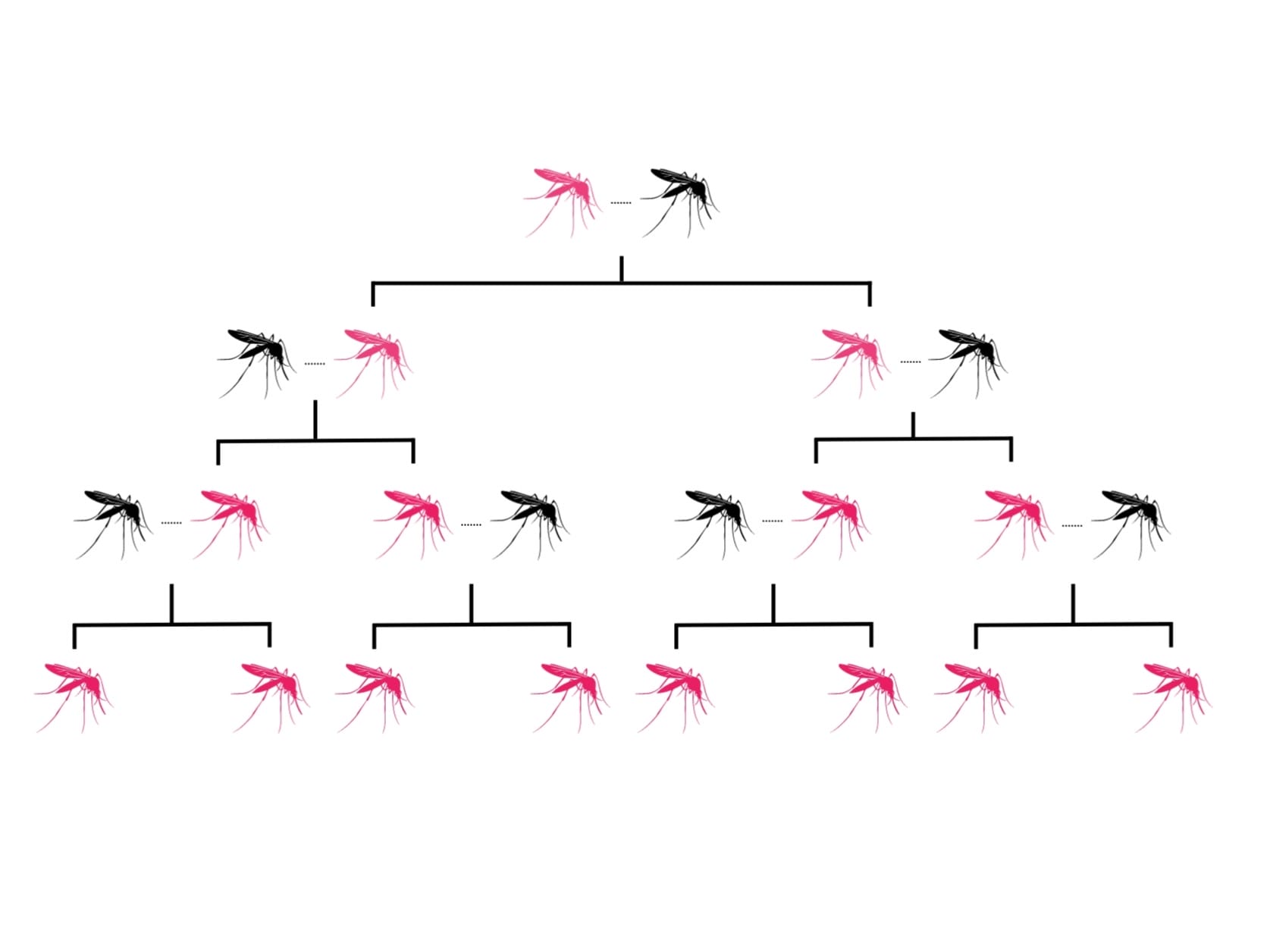 Diagram showing inheritance of artificial gene drives in genetically modified mosquitoes. 