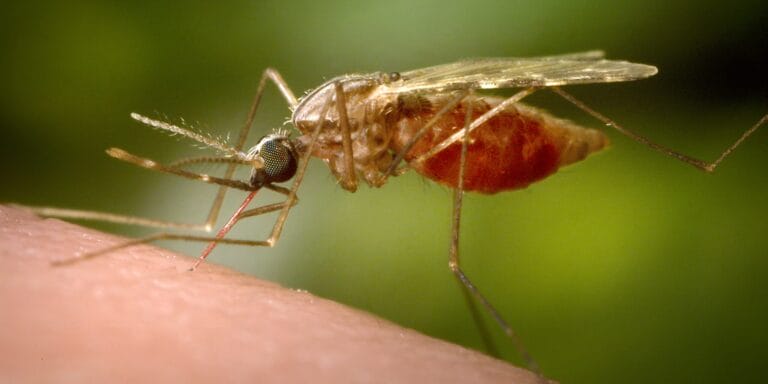 A mosquito biting human skin.