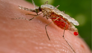 Anopheles Stephensi