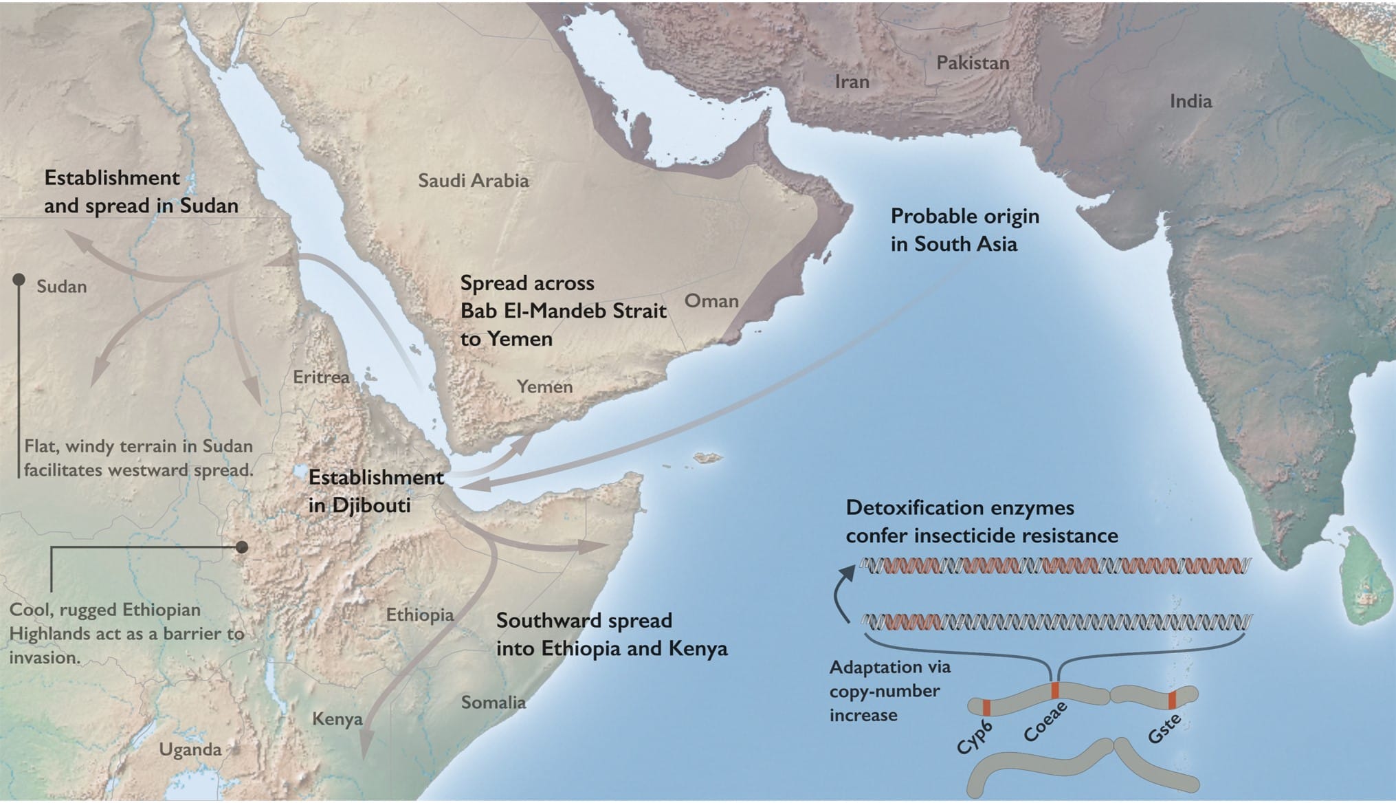 Schematic of the invasion history and resistance mechanisms of An. stephensi in Africa